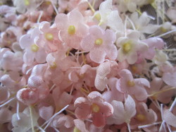 布花パーツ012.jpg